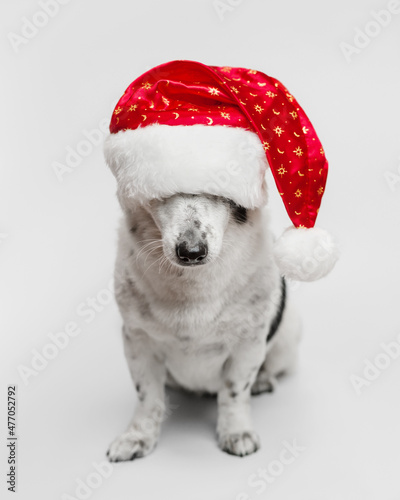 Dog in a New Year's hat. Light-colored dog with black spots.