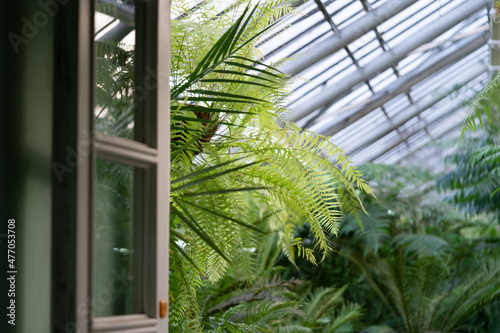 Entrance in greenhouse or orangery with tropical plants. Glasshouse filled with palms  ferns  palmferns. Interior of exotic subtropical winter garden. Gardening  parks and recreation concept