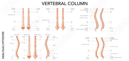 Human vertebral column front back side view with main parts labeled. Vector flat realistic concept with name and description of all sites - Dorsal, lateral ventral illustration spine isolated on white