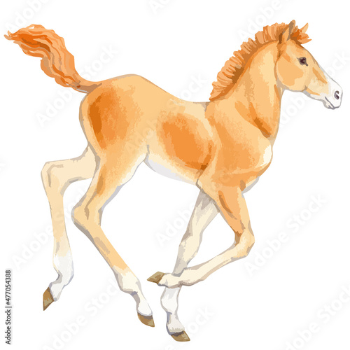 Vector watercolor illustration of running baby horse.