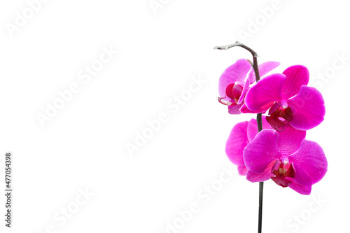Fototapeta Naklejka Na Ścianę i Meble -  Pink orchid flower 02