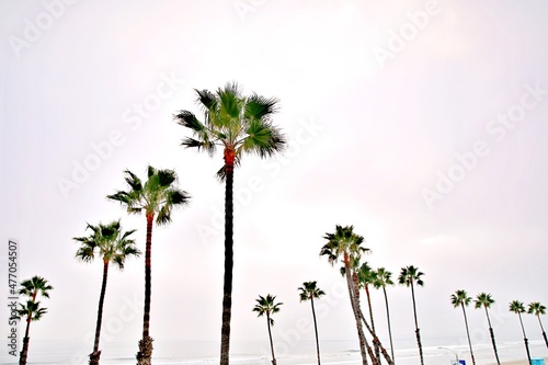 Palmenbäume