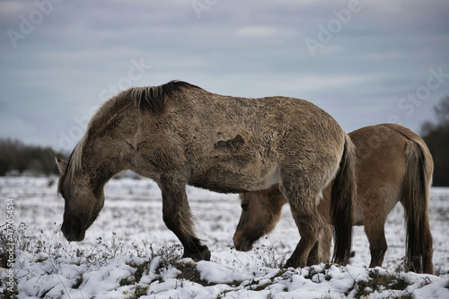 wild horses in the snow