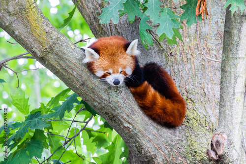 Red panda - Ailurus Fulgens - portrait. Cute animal resting lazy on a tree. photo
