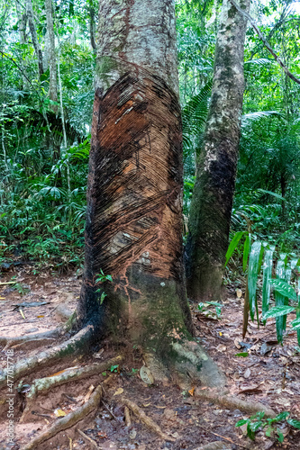 Rubber Tree, Hevea brasiliensis is a species of rubberwood that is native to rainforests in the Amazon region of South America photo