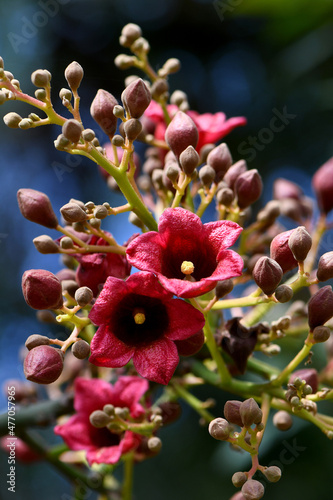 Large red pink bell shaped flowers of the Australian native Clarabelle Kurrajong Brachychiton vinicolor, family Malvaceae. Naturally occurring hybrid of acerifolius x discolor. Endemic to Qld and NSW photo