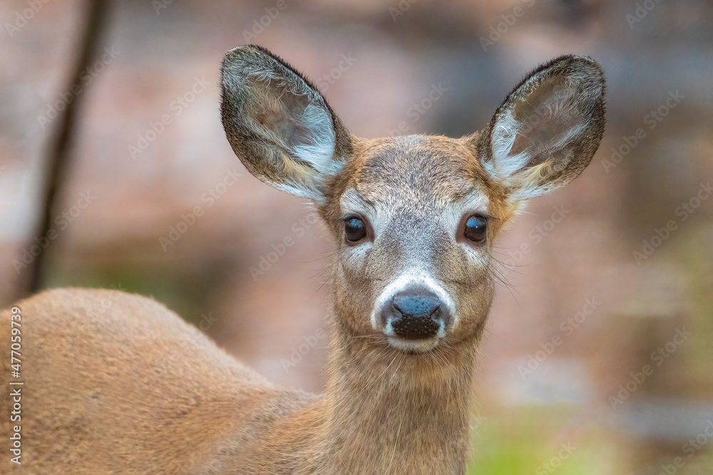 deer in the woods