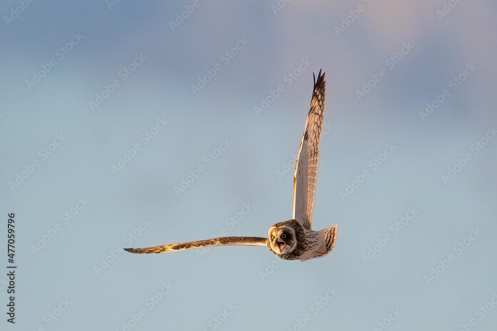 Fototapeta premium Short Eared Owl in flight barking