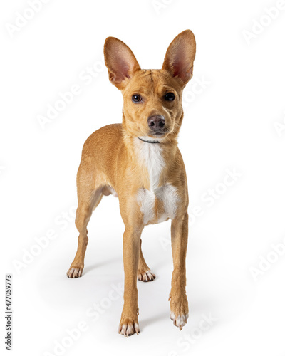 Yellow Family Dog Standing on White