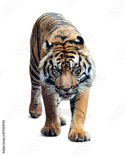 Sumatran Tiger Walking Forward Isolated on White