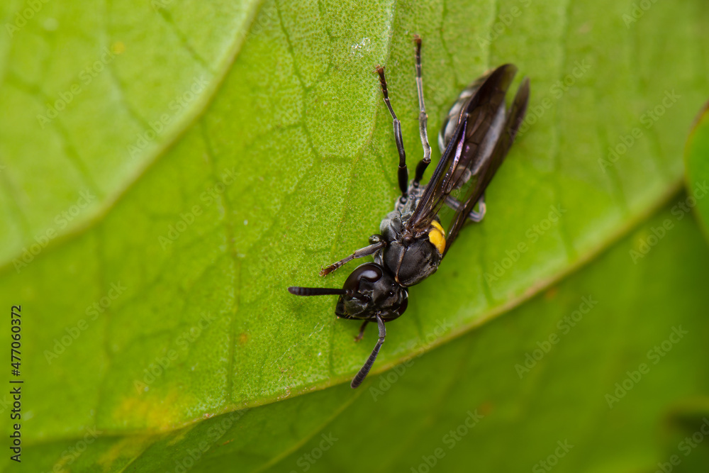 Vespa Polybia Vespa Polybia