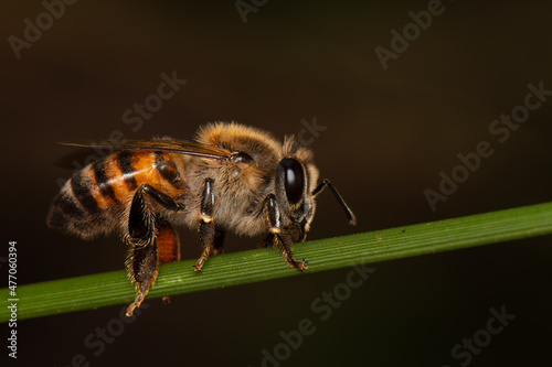 abelha apis photo