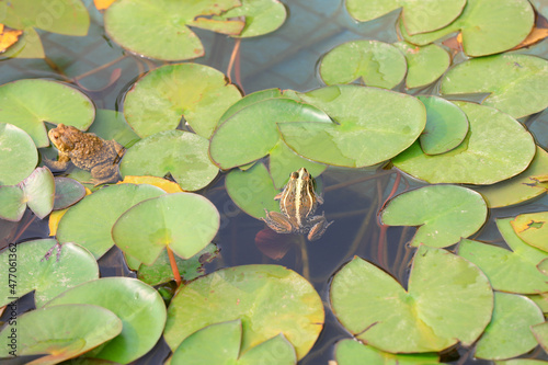 Frogs and toads are on phytoplankton in a pond in North China