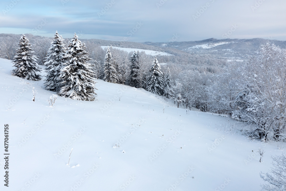 The frozen trees at the top of the mountain are covered with white snow. On a frosty sunny December day, spruce trees stand in the forest covered with white snow, wrapped in a blanket of winter.