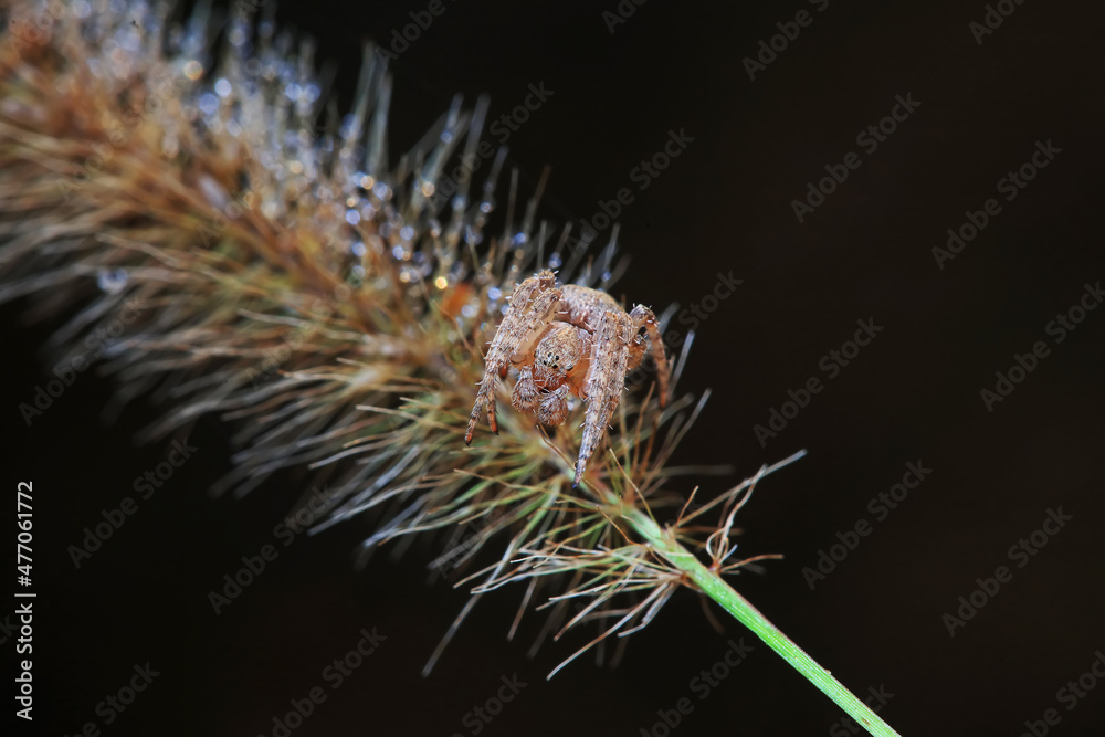 Spiders in the wild, North China Spiders in the wild, North China
