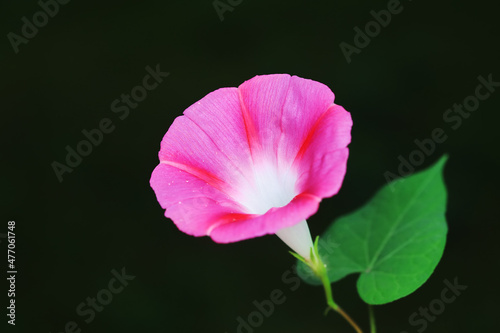 Morning glory in full bloom in the park, North China