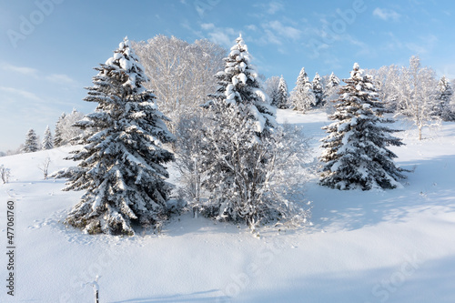 The frozen trees at the top of the mountain are covered with white snow. On a frosty sunny December day  spruce trees stand in the forest covered with white snow  wrapped in a blanket of winter.