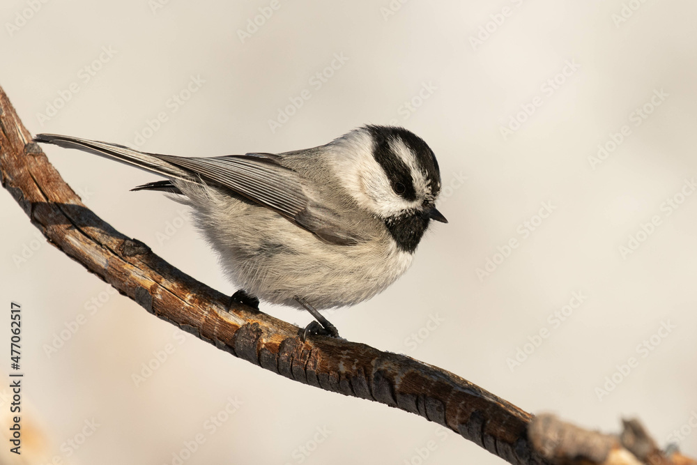 Naklejka premium Mountain Chickadee I