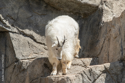 Mountain Goat Billy at the Denver Zoo photo