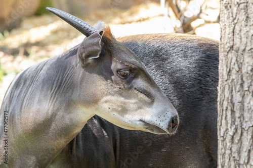 Yellow-backed Duiker at the Denver Zoo photo