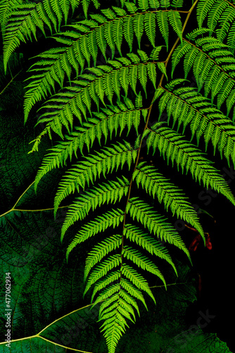 close up of a large fern leaf in the jungle of Costa Rica