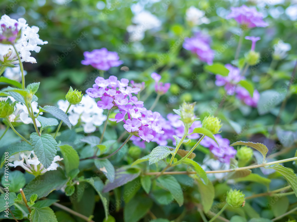 close up white and purple tiny flowers on the street in tokyo close up white and purple tiny flowers on the street in tokyo
