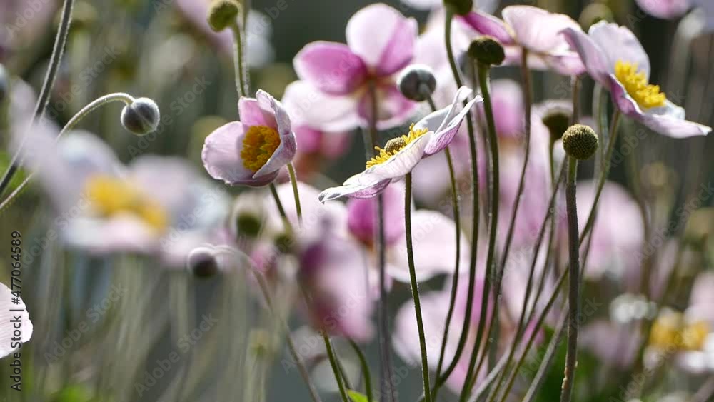 Japanese Anemone flowers in sunlight, closeup stock video footage Japanese Anemone flowers in sunlight, closeup stock video footage
