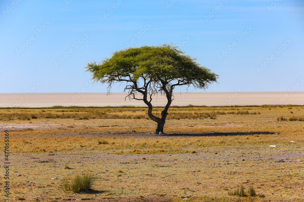 Lone mopane tree in Etosha National Park Lone mopane tree in Etosha National Park