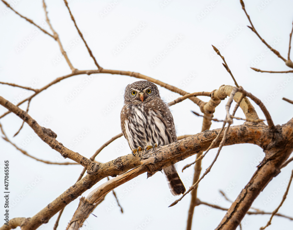 Northern Pygmy owl (Glaucidium californicum) perched on tree branch, note: northern pygmy owls are diurnal owls Northern Pygmy owl (Glaucidium californicum) perched on tree branch, note: northern pygmy owls are diurnal owls