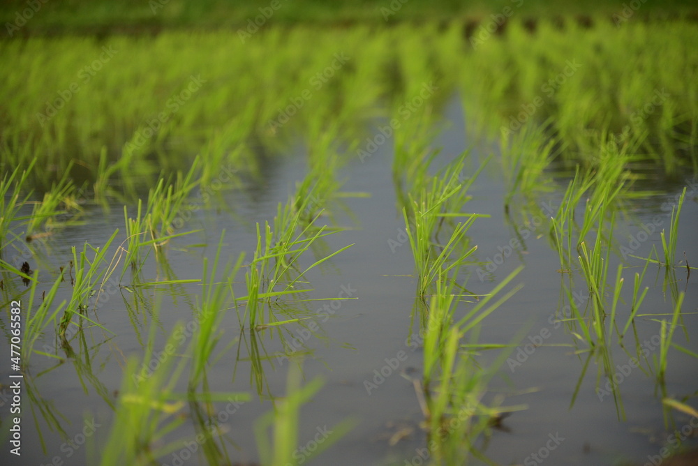 A new rice plant, Oryza sativa, is planted in a paddy field, Indonesia. A new rice plant, Oryza sativa, is planted in a paddy field, Indonesia.