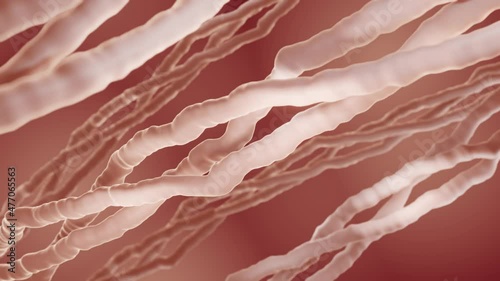 Collagen is a protein that is the main component of connective tissue such as skin, muscles, bones and tendons