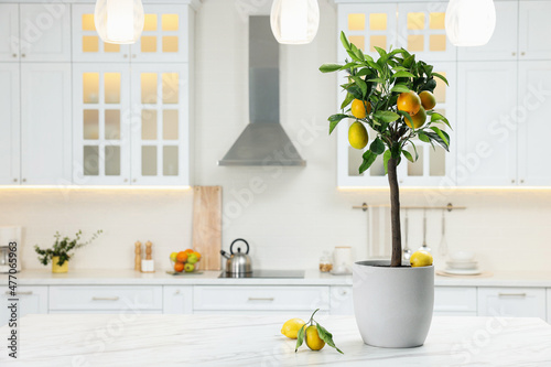 Potted lemon tree and ripe fruits on kitchen countertop, space for text Fototapet