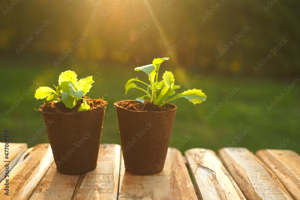  seedlings in peat cups on a table in the sun in a garden.Saplings and planting material. seedling cultivation. Growing organic vegetables in the vegetable garden. Farming and growing greenery 