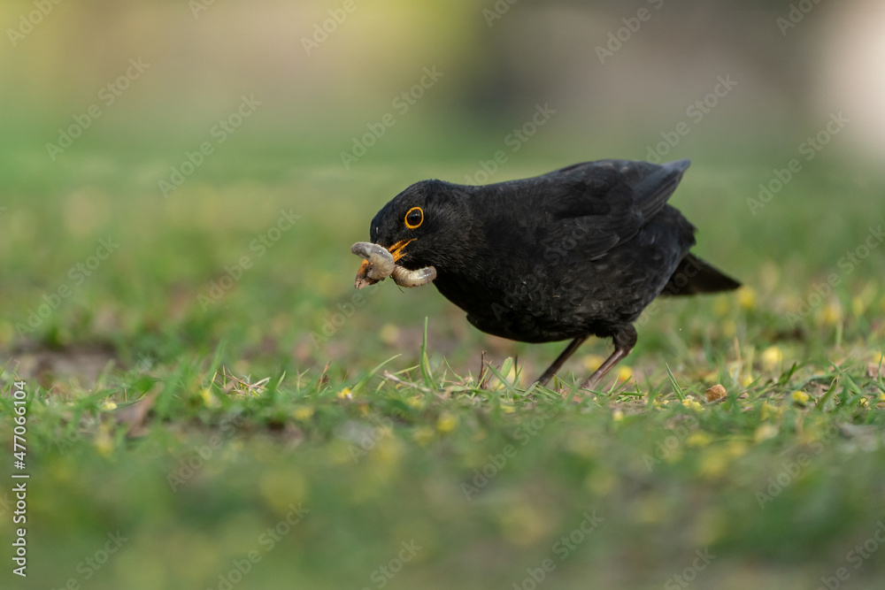 Fototapeta premium Common blackbird (Turdus merula) has captured worms / larvae