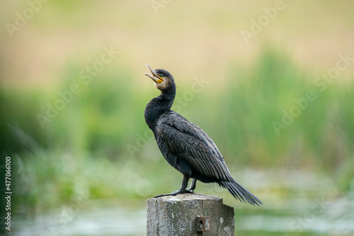Great cormorant (Phalacrocorax carbo) sits on a concrete post in the lake © kraichgaufoto