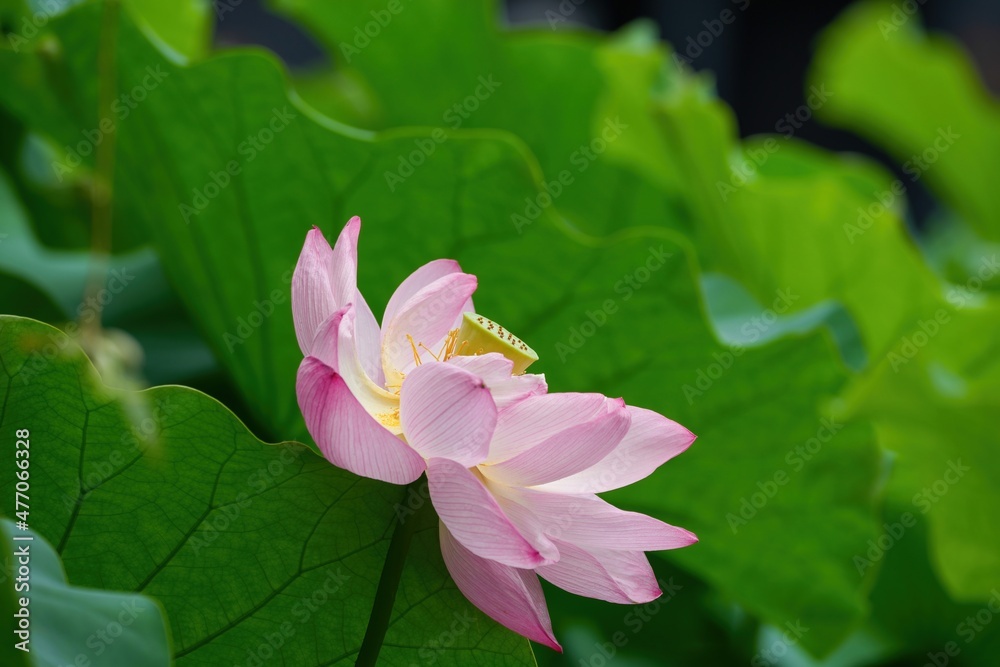 見頃を過ぎても美しいピンクのハスの花＠大阪