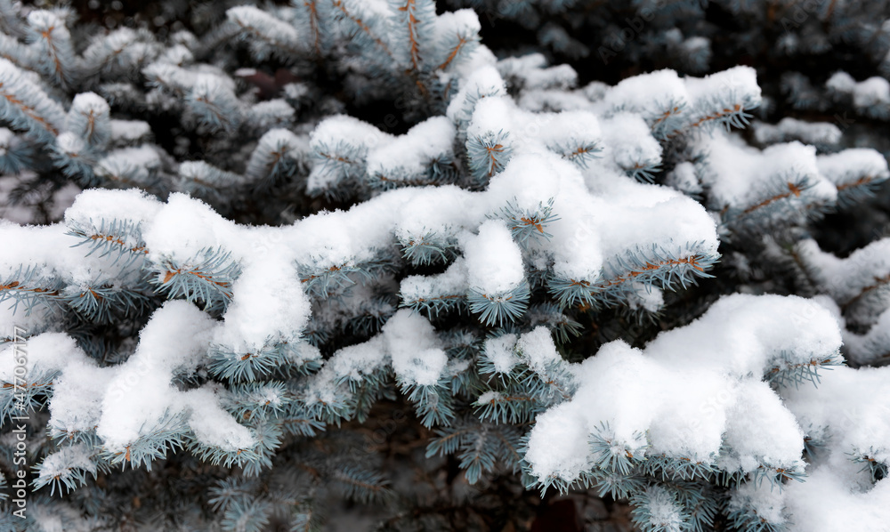 Fresh snow covering blue spruce tree for Christmas or New Year background