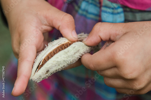 Child opening a milkweed seed pod