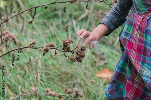 Child carefully touching dried burrs on plant stalk