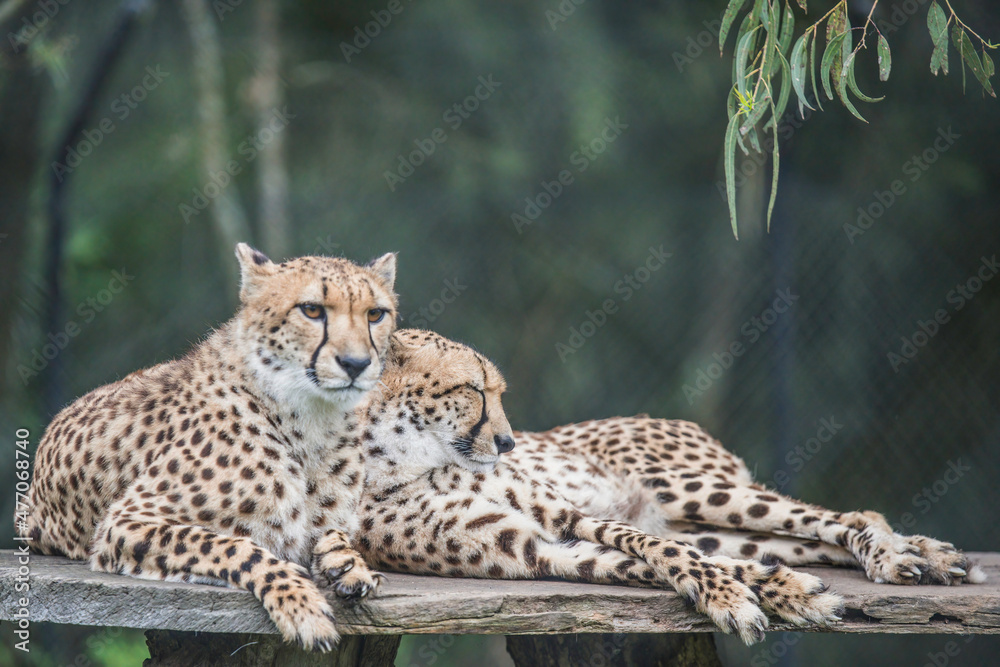 Obraz premium A pair of cheetahs