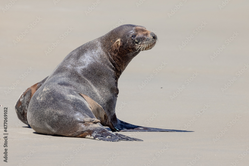 Fototapeta premium Endemic Sea Lion of New Zealand