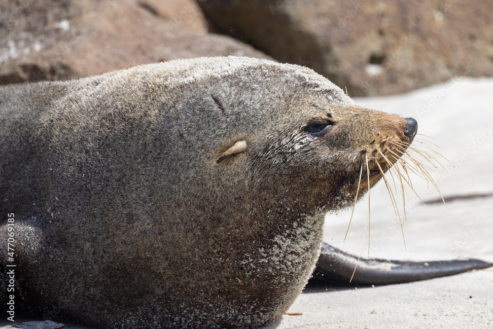 Obraz premium Fur Seal Endemic to New Zealand