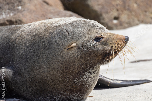 Fur Seal Endemic to New Zealand