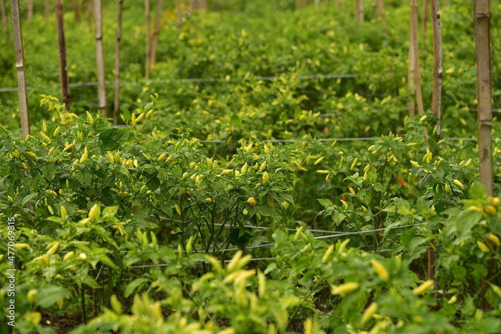 Obraz premium A field of chili plants, Capsicum frutescens, ready to be harvested in Agricultural Land, Blitar, East Java, Indonesia.