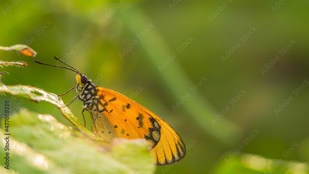 Obraz premium beautiful yellow butterfly, yellow butterfly with bokeh background for text