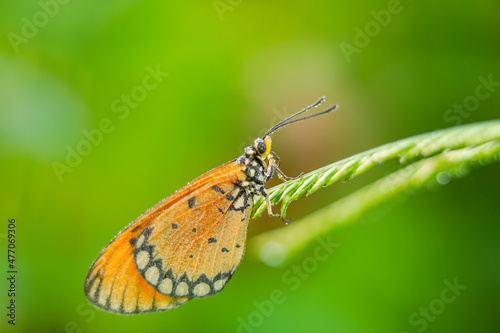 beautiful yellow butterfly, yellow butterfly with bokeh background for text