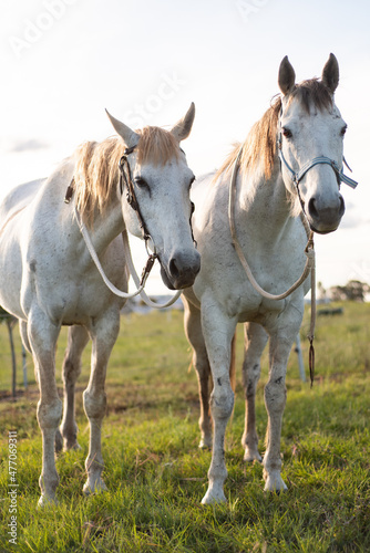 two horses on a farm © CJO Photography