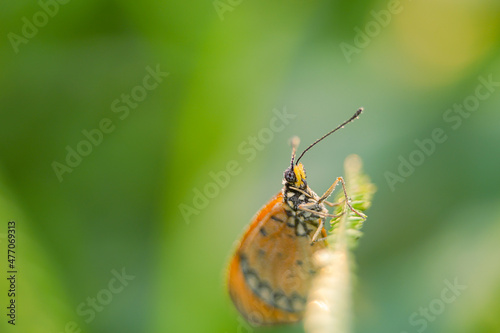 beautiful yellow butterfly, yellow butterfly with bokeh background for text © parianto