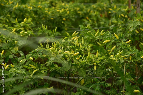 Wallpaper Mural A field of chili plants, Capsicum frutescens, ready to be harvested in Agricultural Land, Blitar, East Java, Indonesia. Torontodigital.ca