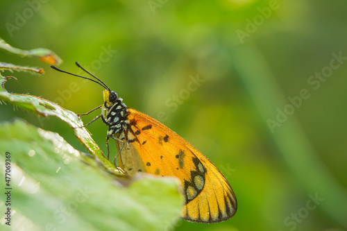 beautiful yellow butterfly, yellow butterfly with bokeh background for text © parianto